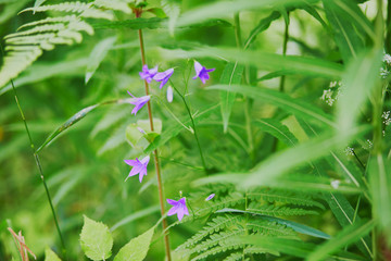 Closeup of various green plants and flowers growing in Finnish forests or countryside