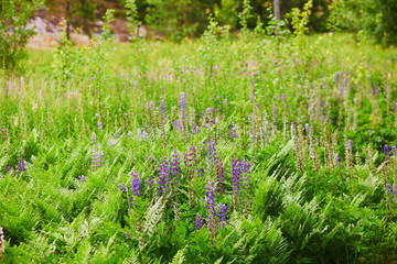 Closeup of various green plants and flowers growing in Finnish forests or countryside