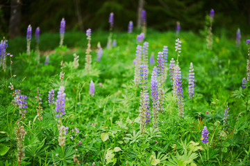 Closeup of various green plants and flowers growing in Finnish forests or countryside