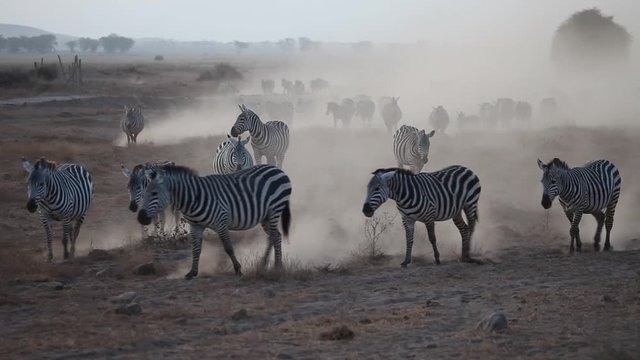Zebras kicking up dust with each step in the fading light of the evening in Kenya's Amboseli National Park.