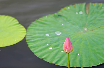 Blooming lotus, in the pond