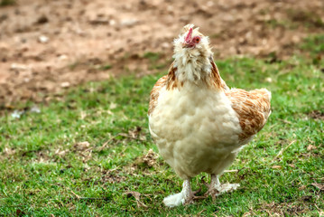 A Salmon Faverolle chicken strutting around the barnyard.