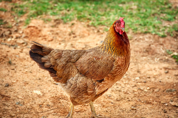 A closeup of a chicken in the barnyard.