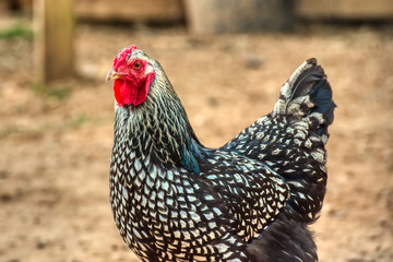 A closeup of a chicken in the barnyard.