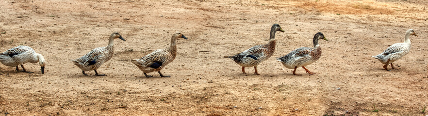 Welsh Harlequin ducks walking in the barnyard.