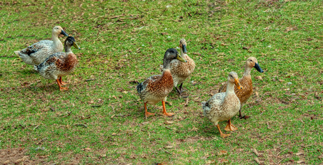Welsh Harlequin ducks walking in the barnyard.