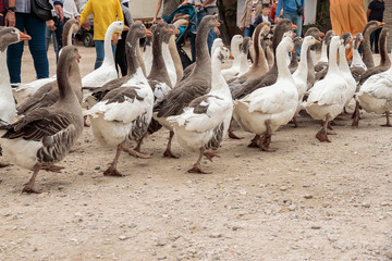 group of geese walking among the people
