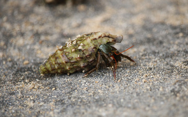 Meeresschnecke Mallorca