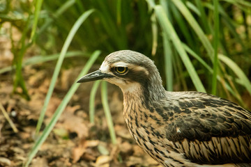 Close up of a bird with black beak