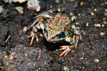 Earthen frog. Earthen frog sits on the ground and looking at the camera.
