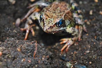 Earthen frog. Earthen frog sits on the ground and looking at the camera.