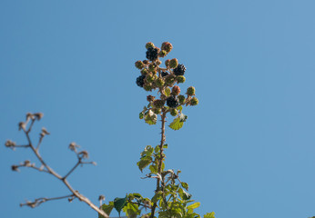 Wild brambles with thorns and blackberries on a bright sunny day with blue sky