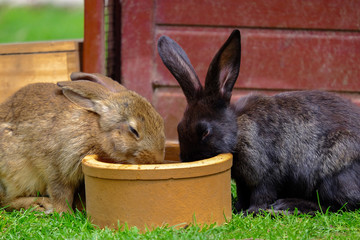 Two brown rabbits drinking water in the garden.