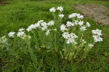 When "Snow on the mountain(Euphorbia marginata)" blooms, the summer flower bed looks cool.
