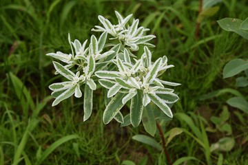 When "Snow on the mountain(Euphorbia marginata)" blooms, the summer flower bed looks cool.