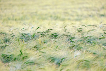 Green spikes in cultivated agricultural field. Early farming stage. Agriculture concept. Space for text.