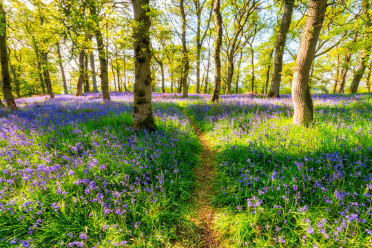 Bluebells and empty forest track, Perth, Scotland
