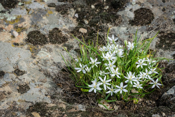 White flowers Ornithogalum umbellatum