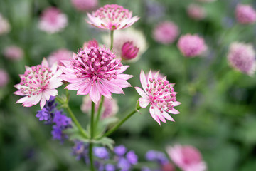 delightful astrantia in the garden