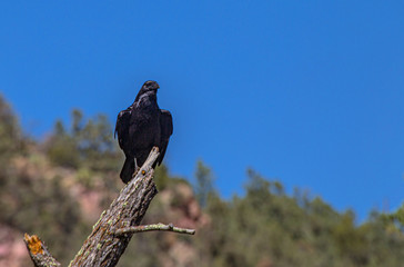 Common Raven on Perch in Arizona Forest