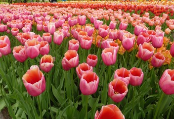 Spring Tulips