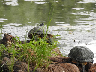 Two Red Eared Slider Turtles on a tree root on the shore of a lake in Orlando in Florida!