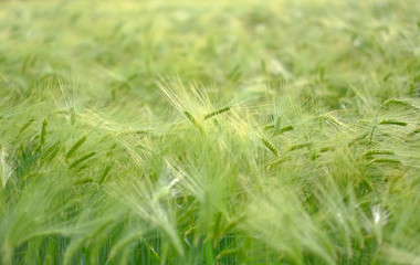 Green spikes in cultivated agricultural field. Early farming stage. Agriculture concept. Space for text.
