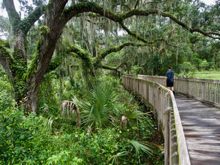 Moss Covered Oak Tree on the Boardwalk at Lithia Springs Park