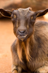 Fototapeta premium Silly Brown Goat Portrait 