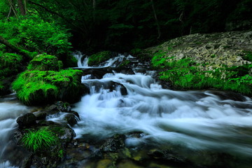 岩手県　夏の渓流