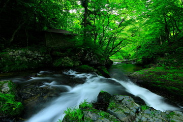 Obraz premium 岩手県 夏の渓流