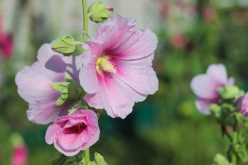 pink flowers in the garden