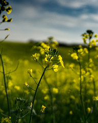 Fototapeta premium Bright yellow canola field with bold blue cloudy skies
