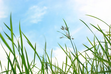 Fototapeta premium Meadows and sky backdrop.
