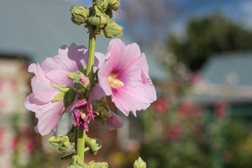 pink flowers in the garden