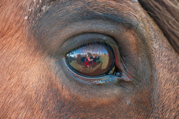 Reflejos en el ojo de un caballo