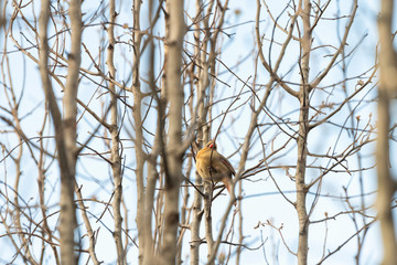 Puffed up one female red northern cardinal or cardinalis bird sitting perched on tree branch in spring, springtime, in Virginia