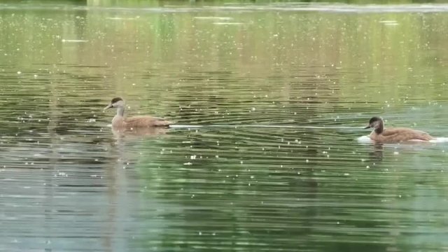 la parata dei fistioni turchi