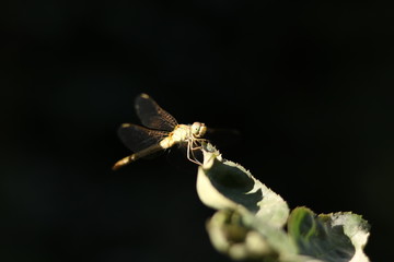 dragonfly on a flower