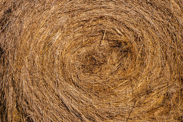 Rollo de paja para alimentar el ganado El heno es hierba, legumbres u otras plantas herbáceas que han sido cortadas y secadas para ser almacenadas para su uso como forraje animal.