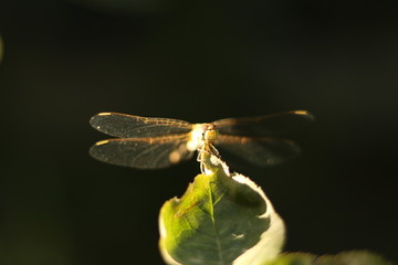 dragonfly on a leaf