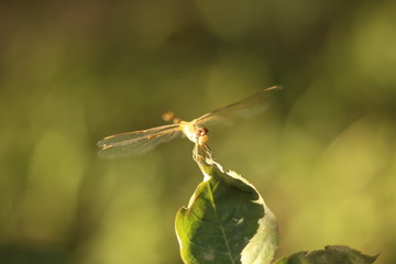 dragonfly on a leaf