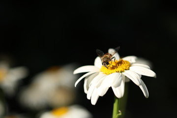 Fototapeta premium bee on a flower