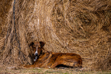 Perro de raza galgo acostado contra un rollo de paja. El galgo ​es una raza canina autóctona de España perteneciente al grupo de los lebreles de pelo corto.​ 