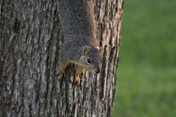squirrel on tree