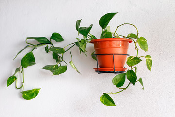 Epipremnum aureum (Araceae family) potted plant hanging on a white wall