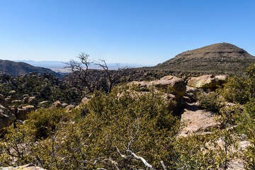 A tree grows among the hoodoos and rock formations in the Southwestern desert park named Chiricahua National Monument.