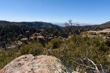 A tree grows among the hoodoos and rock formations in the Southwestern desert park named Chiricahua National Monument.