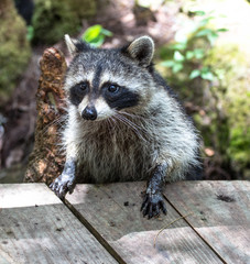 Obraz premium Interested Raccoon 