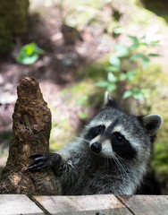 Raccoon Near a Tree Stump in the Forest 